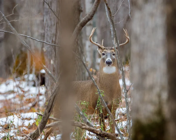 White Tailed Buck Odocoileus Virginianus Standing Looking Alert Forest Autumn — ストック写真