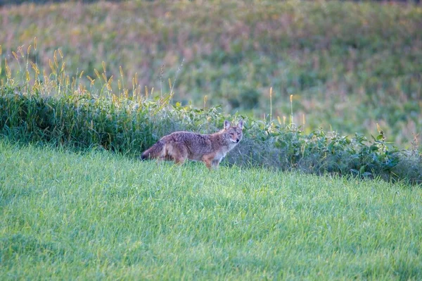 Kojot Canis Latrans Stojící Létě Travnatém Poli Selektivní Zaměření Rozostření — Stock fotografie