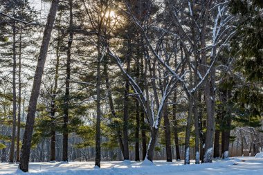 Forest during winter with snow in Interstate State Park in St. Croix Falls Wisconsin. Selective focus, background blur and foreground blur.