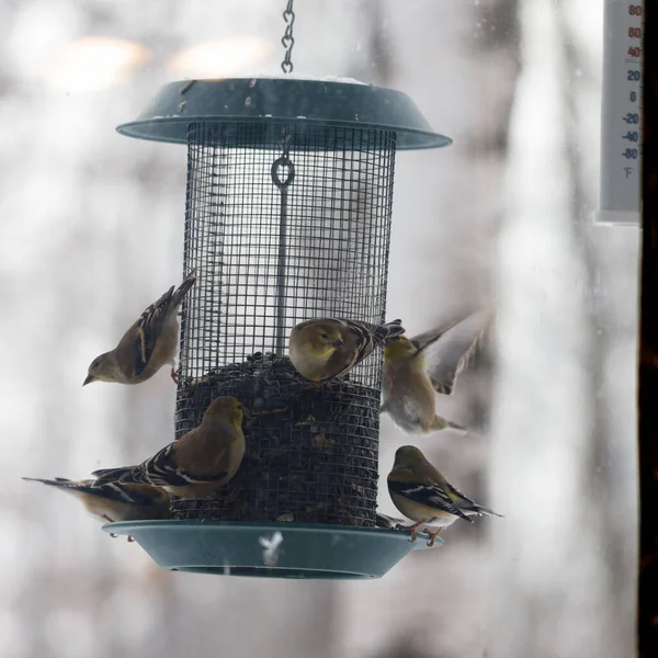 American Goldfinch Spinus Tristis Comendo Sementes Girassol Alimentador Pássaros Fora — Fotografia de Stock