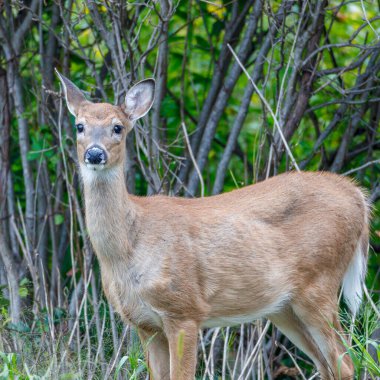 Beyaz kuyruklu geyik (Odocoileus virginianus) yaz boyunca ormanda durur. Seçici odak, arkaplan bulanıklığı ve ön plan bulanıklığı.