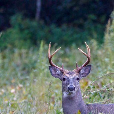 Beyaz kuyruklu Buck (Odocoileus virginianus) sonbaharın başında bir tarlada. Seçici odak, arkaplan ve ön plan bulanıklığı