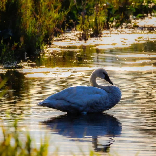 Cisne Trompetista Retroiluminado Cygnus Buccinator Pequeno Lago Durante Final Verão — Fotografia de Stock