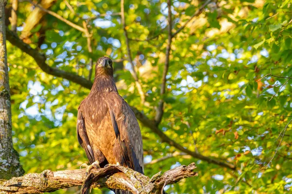 Der Unreife Steinadler Aquila Chrysaetos Thront Während Der Goldenen Stunde — Stockfoto