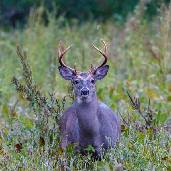 Buck Białogłowy Odocoileus Virginianus Polu Wczesną Jesienią Skupienie Selektywne Tło — Zdjęcie stockowe