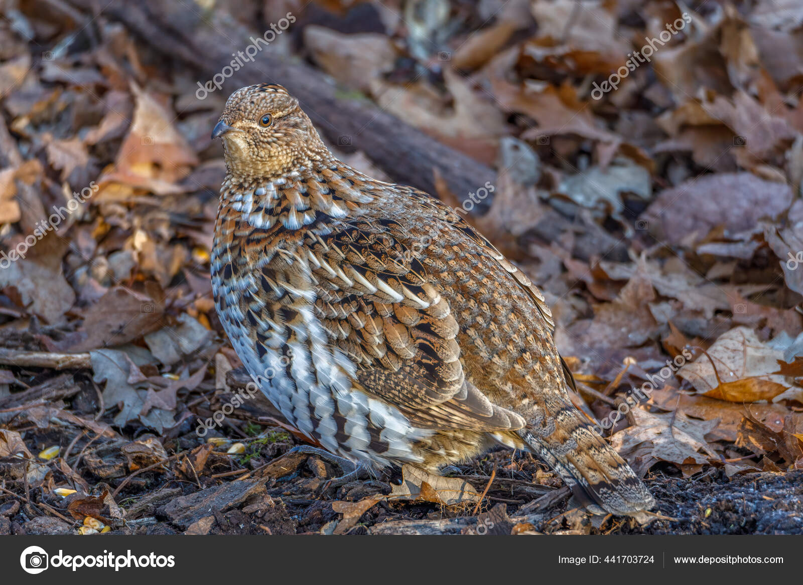 ライチョウ写真素材 ロイヤリティフリーライチョウ画像 Depositphotos