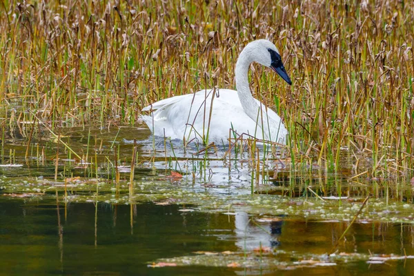 Trumpeter kuğusu (Cygnus buccinator) yaz sonu Wisconsin 'de küçük bir gölde seçim yapar. Seçici odak, arkaplan bulanıklığı ve ön plan bulanıklığı. 