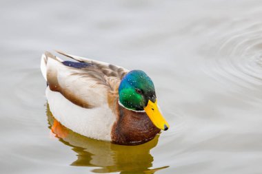 Drake Mallard (Anas platyrhynchos) kış boyunca açık denizde yüzen ördek. Seçici odak, arkaplan bulanıklığı ve ön plan bulanıklığı.