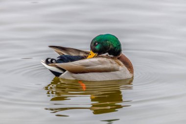 Drake Mallard (Anas platyrhynchos) kış boyunca açık deniz tüyleri üzerinde ördek. Seçici odak, arkaplan bulanıklığı ve ön plan bulanıklığı.