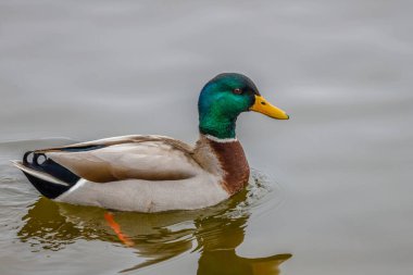 Drake Mallard (Anas platyrhynchos) kış boyunca suda yüzen ördek. Seçici odak, arkaplan bulanıklığı ve ön plan bulanıklığı.