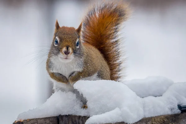 Kış boyunca karda oturan Amerikan Kızıl Sincap 'ına (Tamiasciurus hudsonicus) yakın plan. Seçici odak, arkaplan bulanıklığı ve ön plan bulanıklığı.