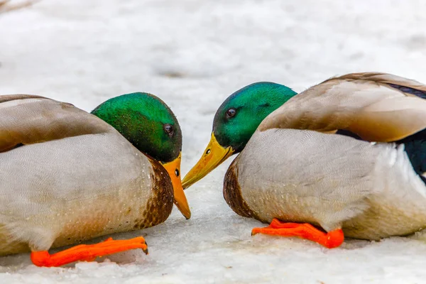 Close Two Aggressive Drake Mallard Anas Platyrhynchos Ducks Pecking Each — Stock Photo, Image