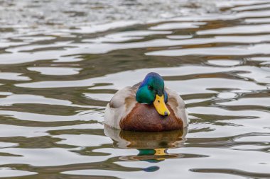 Drake Mallard (Anas platyrhynchos) kış boyunca suda yüzen ördek. Seçici odak, arkaplan bulanıklığı ve ön plan bulanıklığı.