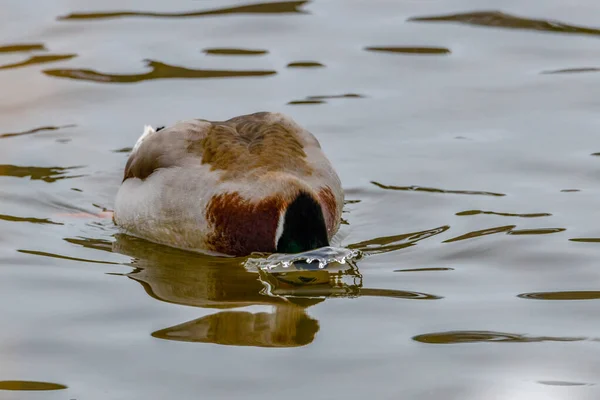 Close Drake Mallard Anas Platyrhynchos Submergindo Sua Cabeça Sob Água — Fotografia de Stock