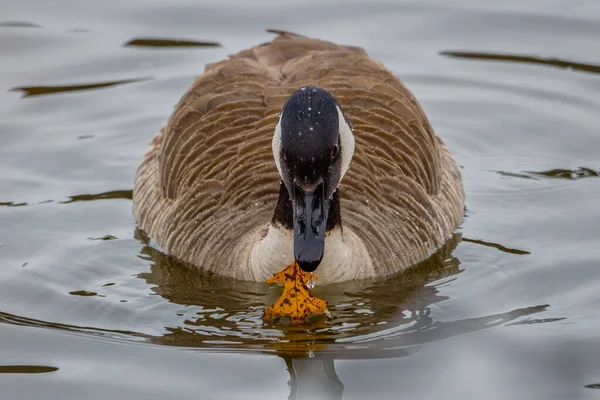 Bernache Canada Branta Canadensis Nourrissant Une Feuille Chêne Fond Lac — Photo