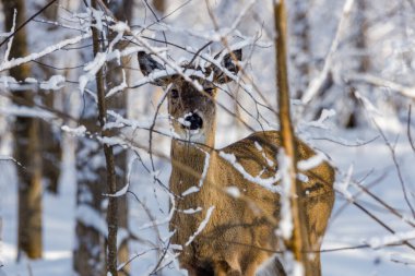 White-tailed deer (Odocoileus virginianus) in the snow covered forest during winter. Selective focus, background blur and foreground blur.