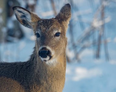 Close up of a White-tailed deer (Odocoileus virginianus) in the snow covered forest during winter. Selective focus, background blur and foreground blur.