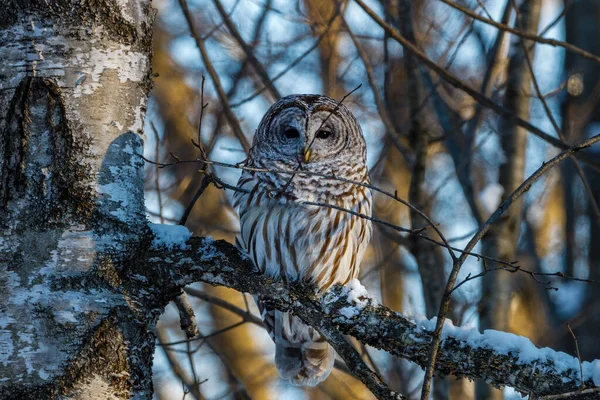 Barred Owl Strix Varia Appollaiato Arto Albero Durante Inverno Cerca — Foto Stock
