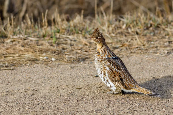 İlkbaharın başında, çakıllı bir yolda Ruffy Grouse (Bonasa umbellus). Seçici odak, arkaplan bulanıklığı ve ön plan bulanıklığı 