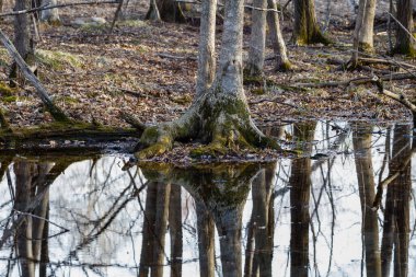 İlkbaharın başlarında sakin bataklık suyundaki ağaçları yansıtır. Seçici odak, arkaplan bulanıklığı ve ön plan bulanıklığı