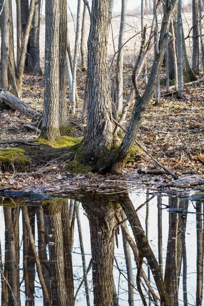 Reflexiones Árboles Aguas Pantanosas Tranquilas Principios Primavera Enfoque Selectivo Desenfoque — Foto de Stock