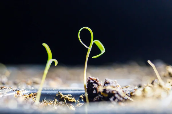 Nahaufnahme Von Jungen Dill Sämlingen Anethum Graveolens Die Frühjahr Innenräumen — Stockfoto