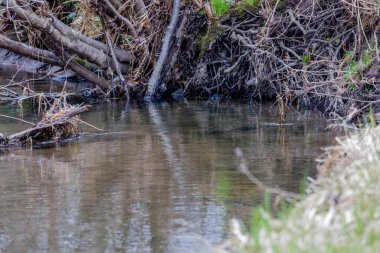 İlkbaharın başlarında dere kıyısında büyüyen bir ağaç. Seçici odak, arkaplan bulanıklığı ve ön plan bulanıklığı  