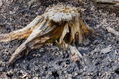 Baharda mineraller için geyikler tarafından yenen yaşlı ağaç kütüğü. Seçici odak, arkaplan bulanıklığı ve ön plan bulanıklığı.