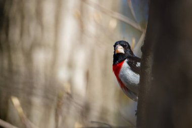 Gül göğüslü Grosgaga (Pheucticus ludovicianus), aynı zamanda ilkbaharda bir ağaç dalına tünemiş bir boğaz kesme olarak da bilinir. Seçici odak, arkaplan bulanıklığı ve ön plan bulanıklığı.