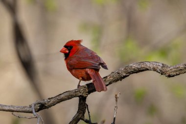 Kuzey Kardinali (Cardinalis Cardinalis) baharda bir ağaç dalına tünemiştir. Seçici odak, arkaplan bulanıklığı ve ön plan bulanıklığı.