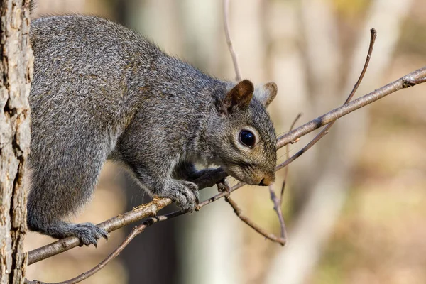 Close Eastern Gray Squirrel Sciurus Carolinensis Tree Spring Selective Focus —  Fotos de Stock