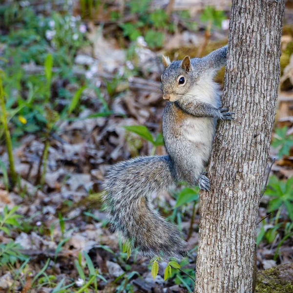 Close Eastern Gray Squirrel Sciurus Carolinensis Looking Tree Trunk Spring —  Fotos de Stock