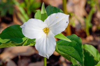 Trillium Grandiflorum 'a yakın. Yaygın olarak büyük beyaz trillium ya da nilüfer çiçeği olarak bilinir. Seçici odak, arkaplan ve ön plan bulanıklığı. 