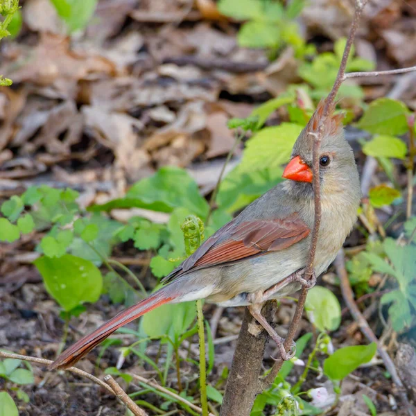 Close Female Northern Cardinal Cardinalis Cardinalis Perched Spring 선택적 — 스톡 사진