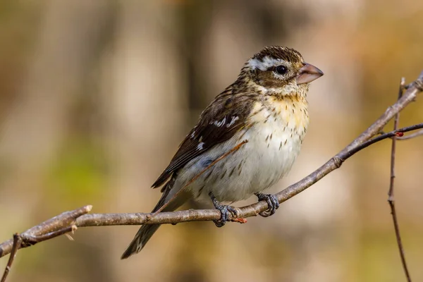 Close Uma Fêmea Rose Breasted Grosbeak Pheucticus Ludovicianus Também Conhecido — Fotografia de Stock