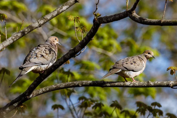 春天里 一对哀鸣的鸽子栖息在树枝上 选择性聚焦 背景模糊和前景模糊 — 图库照片
