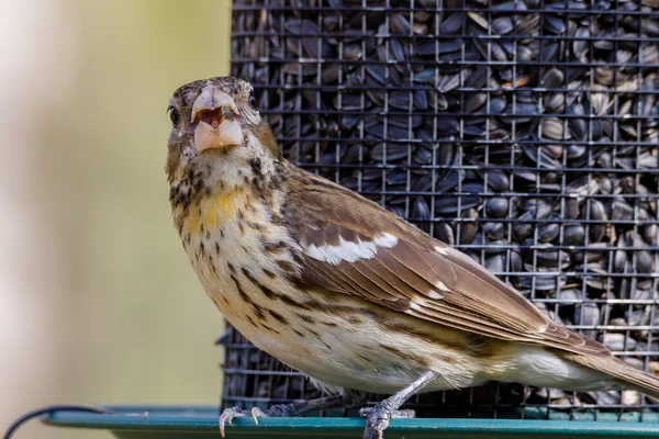 Lkbaharda Bir Kuş Yemliğinin Üzerine Tünemiş Kesici Boğaz Olarak Bilinen — Stok fotoğraf