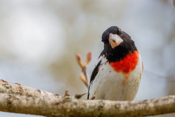 Gül göğüslü Grosgaga (Pheucticus ludovicianus) aynı zamanda Kesici gırtlak olarak da bilinir, baharda bir ağaç dalına tünemiştir. Seçici odak, arkaplan bulanıklığı ve ön plan bulanıklığı.