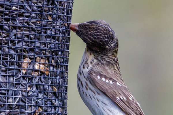 Close Van Een Vrouwtje Grosbeak Met Rozenborsten Pheucticus Ludovicianus Ook — Stockfoto