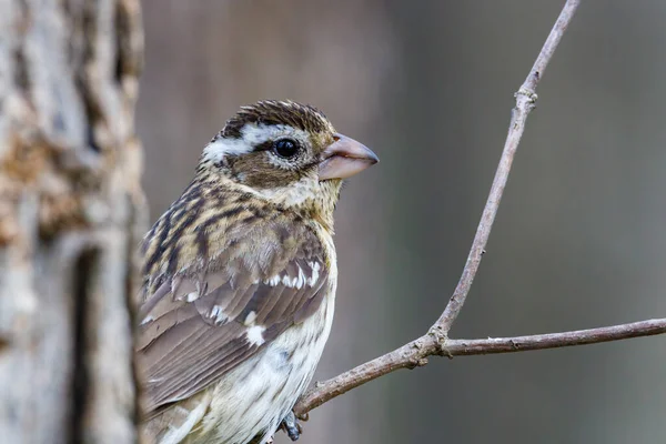 Közelkép Egy Nőstény Rózsabimbó Grosbeak Pheucticus Ludovicianus Ismert Mint Egy — Stock Fotó