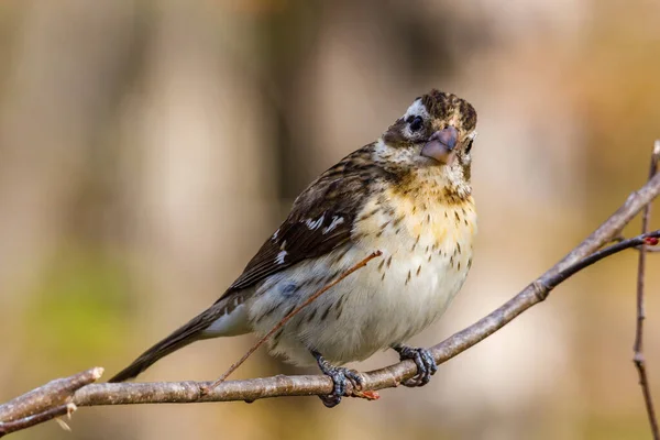 Pheucticus Ludovicianus Olarak Bilinen Dişi Bir Gül Göğüslü Grosgaga Nın — Stok fotoğraf