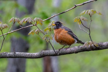 Amerikan bülbülü (Turdus migratorius) bahar boyunca bir ağaç dalına tünemiştir.. 