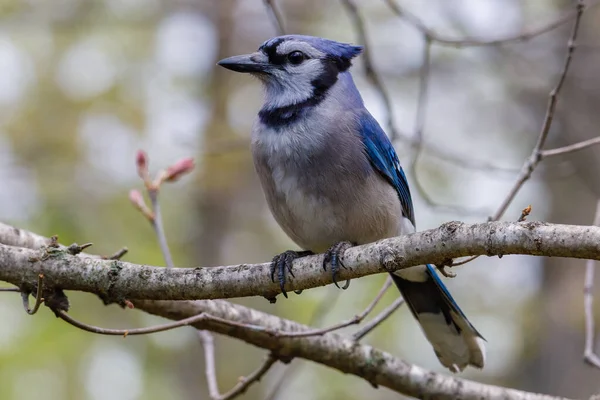 Gros Plan Geai Bleu Cyanocitta Cristata Perché Dans Arbre Printemps — Photo