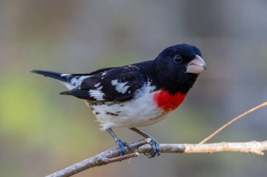 Gül göğüslü Grosgaga (Pheucticus ludovicianus) aynı zamanda Kesici gırtlak olarak da bilinir, baharda bir ağaç dalına tünemiştir. Seçici odak, arkaplan bulanıklığı ve ön plan bulanıklığı.