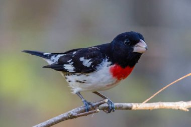 Rose-breasted Grosbeak (Pheucticus ludovicianus) also known as a Cut-throat, perched on a tree branch during spring. Selective focus, background blur and foreground blur. clipart