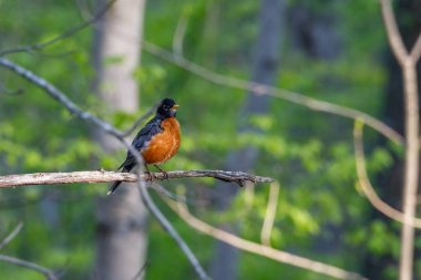 Amerikan bülbülü (Turdus migratorius) bahar boyunca bir ağaç dalına tünemiştir.. 