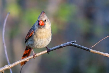Kuzeyli dişi kardinal (Cardinalis cardinalis) baharda bir ağaç dalına tünemiştir. Seçici odak, arkaplan bulanıklığı ve ön plan bulanıklığı.