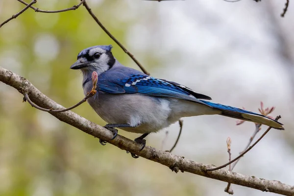 Close Blue Jay Cyanocitta Cristata Perched Tree Spring Selective Focus — Stock Photo, Image