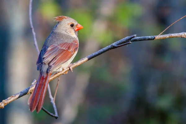 Samica Kardynała Północnego Cardinalis Cardinalis Siedząca Kończynie Drzewa Wiosną Skupienie — Zdjęcie stockowe