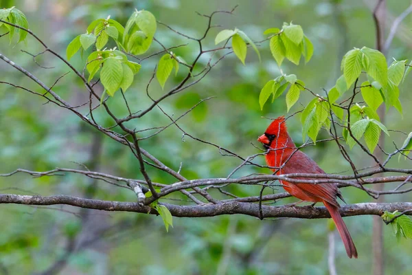 Kuzey Kardinali (Cardinalis Cardinalis) baharda bir ağaç dalına tünemiştir. Seçici odak, arkaplan bulanıklığı ve ön plan bulanıklığı.